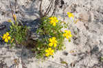 Creeping woodsorrel